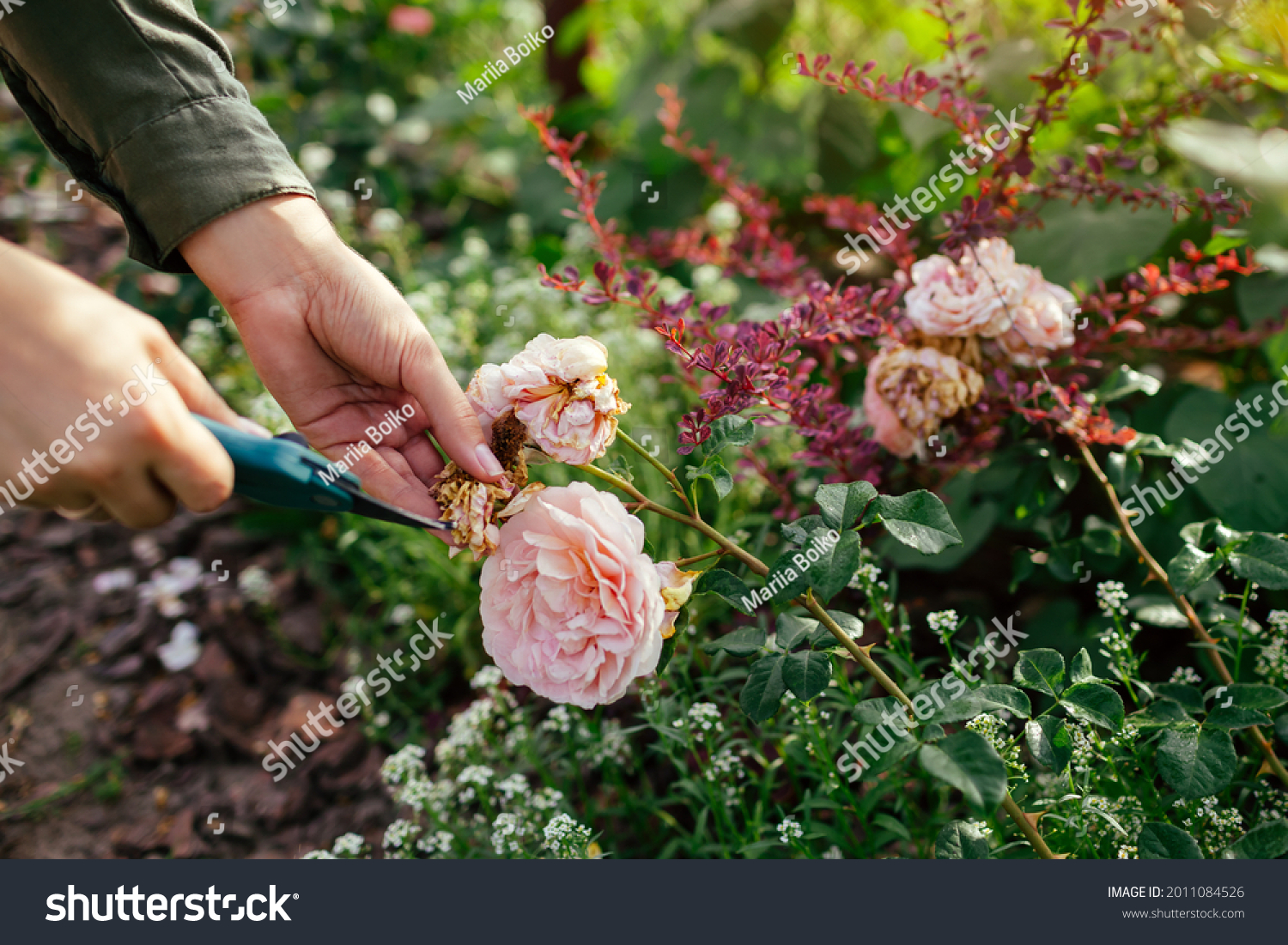 Woman deadheading spent rose hips in summer garden. Gardener cutting wilted flowers off with pruner. #2011084526