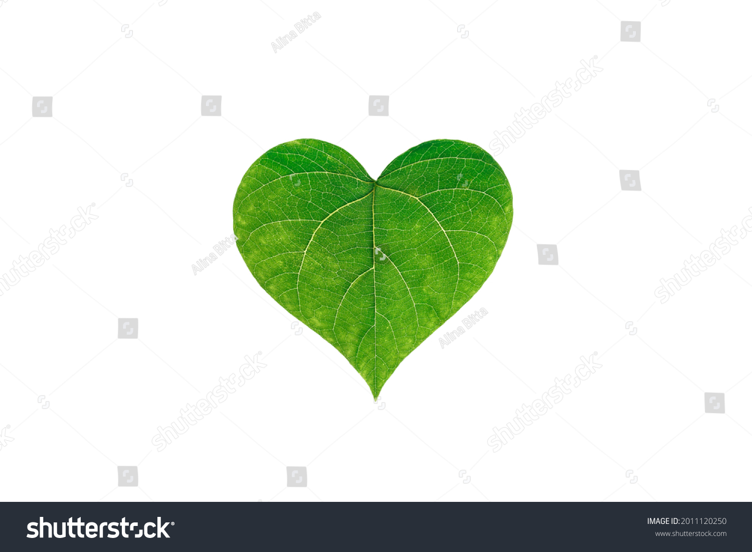 Green leave are laid out in the shape of a heart on a white isolated background. The concept of love for nature. Eco concept, nature and ecology protection. selective focus. copy space. top view.  #2011120250