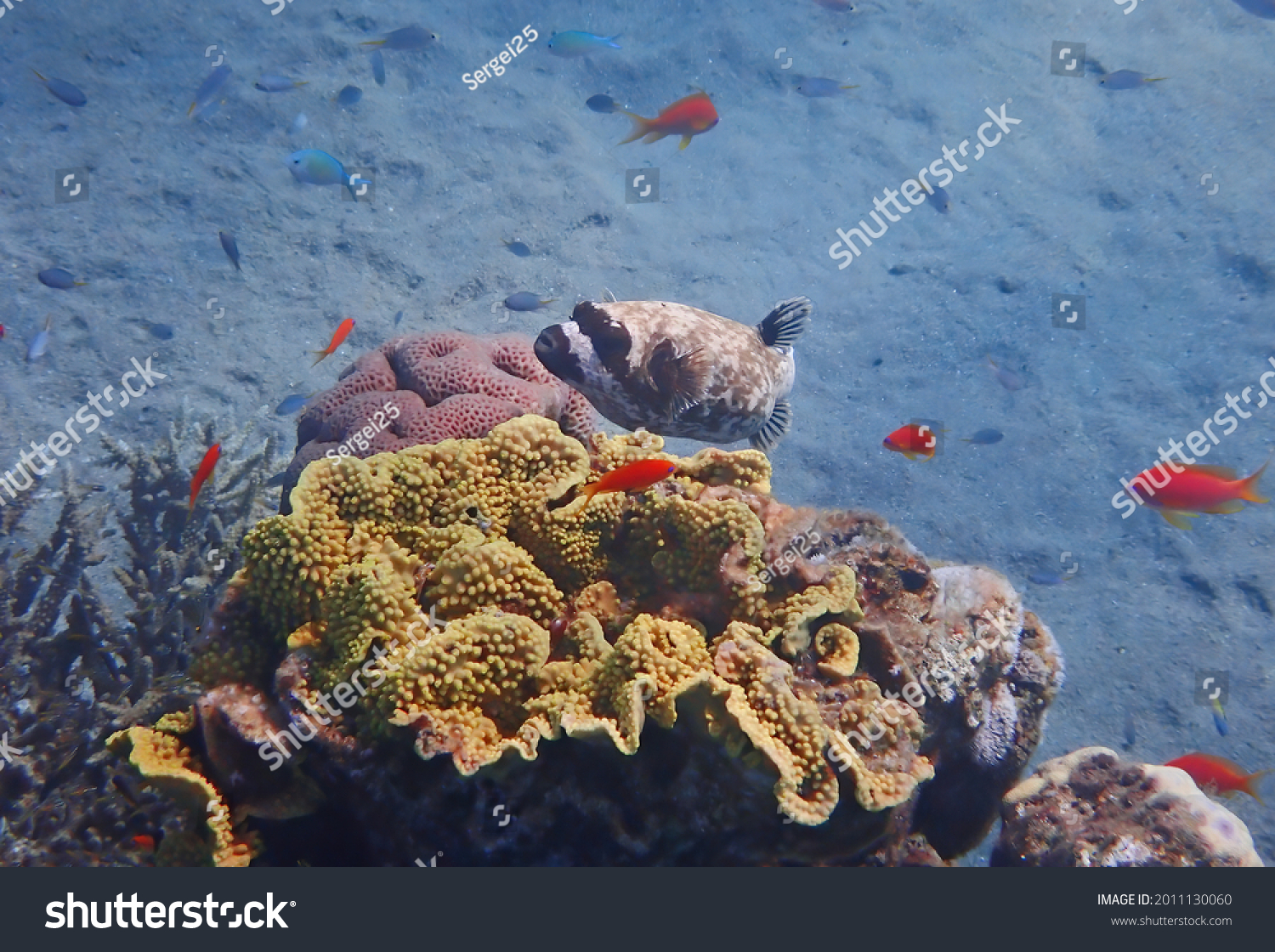Masked puffer fish, scientific name is Arothron diadematus, it belongs to the family Tetraodontidae, it inhabits coral reefs  of the Red Sea, Middle East #2011130060