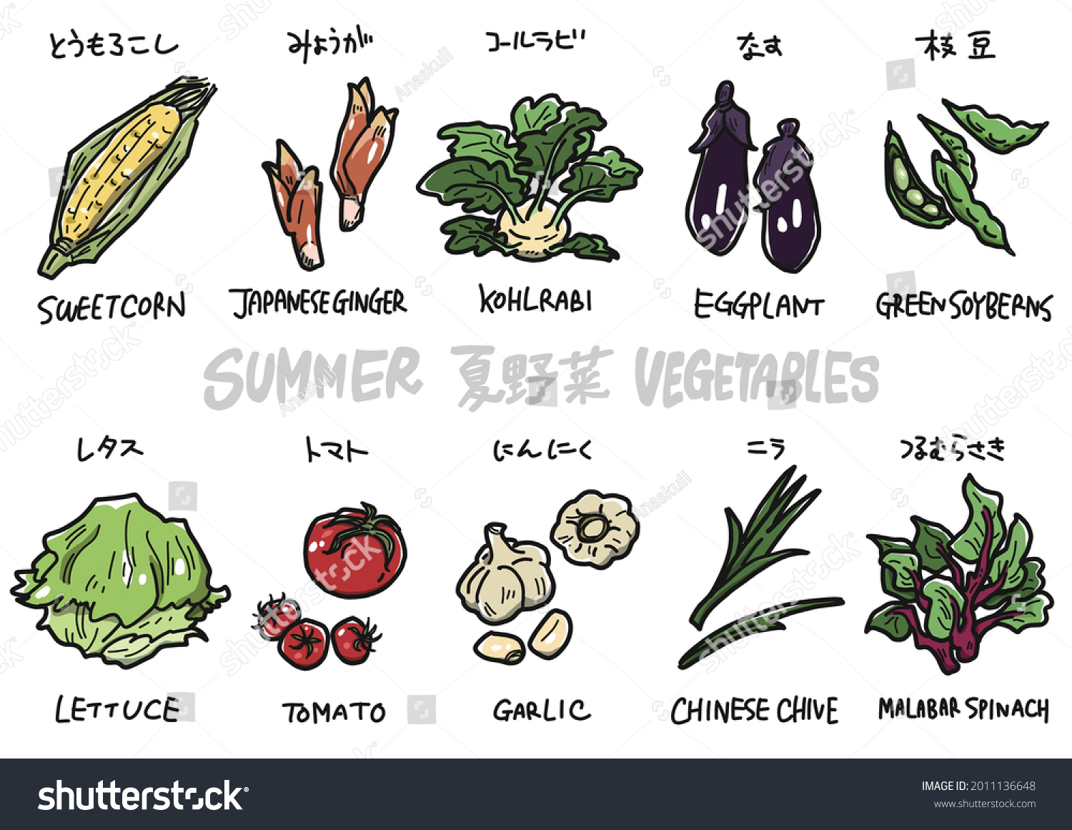 Illustration of corn, japanese ginger, kohlrabi, eggplant, green soyberns, lettuce, tomato, garlic, chinese chive, malabar spinach #2011136648