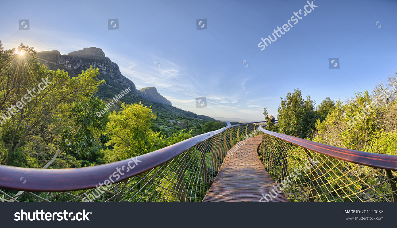 Kirstenbosch National Botanical Garden is acclaimed as one of the great botanic gardens of the world. Located in Cape Town, South Africa, the new tree top canopy walk is a tourist favorite. #201120086