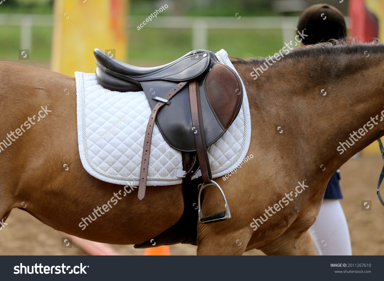 On the back of the horse, a brown leather saddle and saddle cloth are worn on top. Illuminated by sunlight ready for equestrian training outdoor #2011267610