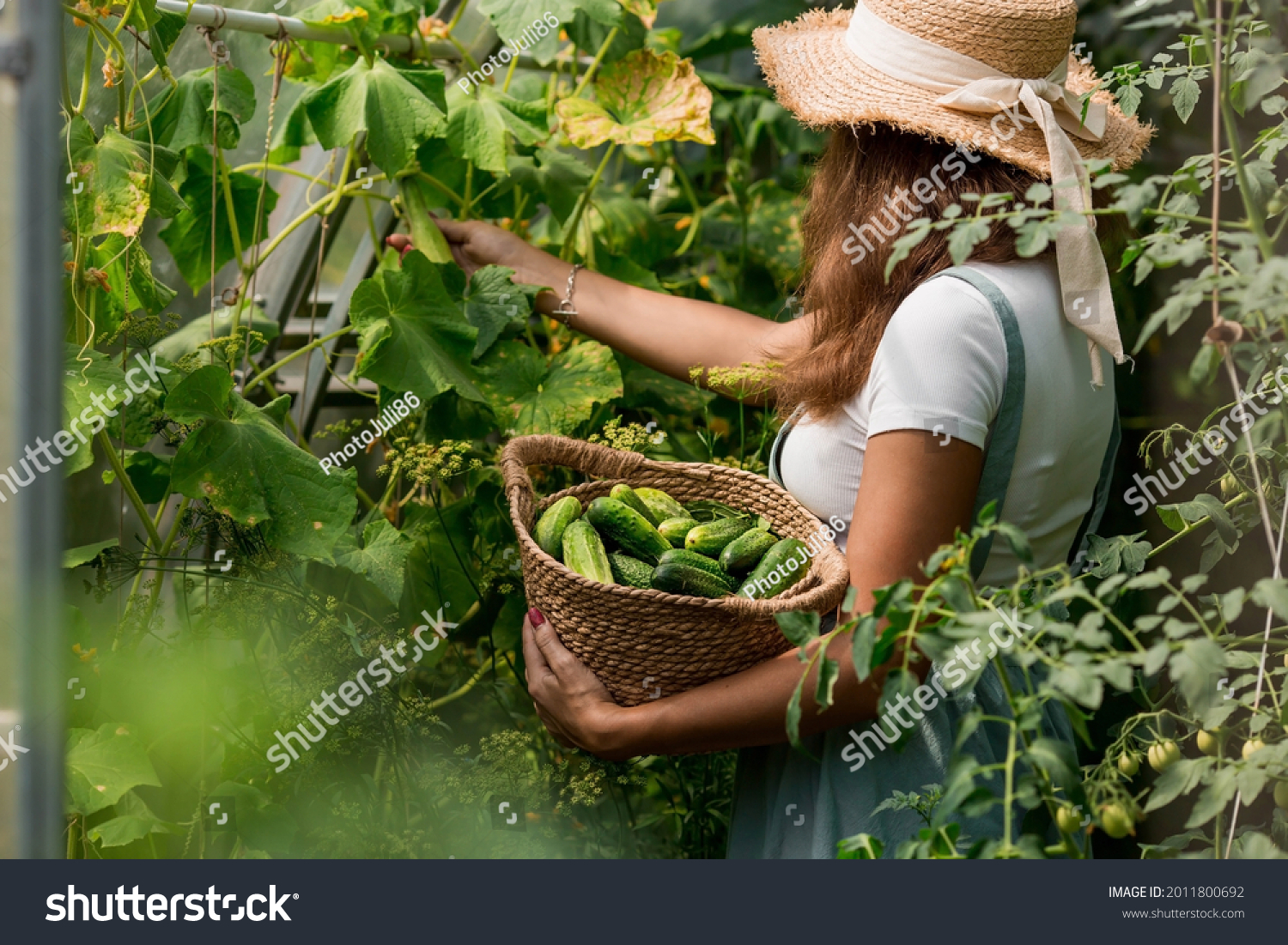 A farmer woman in a cotton apron tears cucumbers in a greenhouse into a wicker basket. The concept of harvesting. Summer and autumn on the farm are filled with organic themes. Close-up. #2011800692