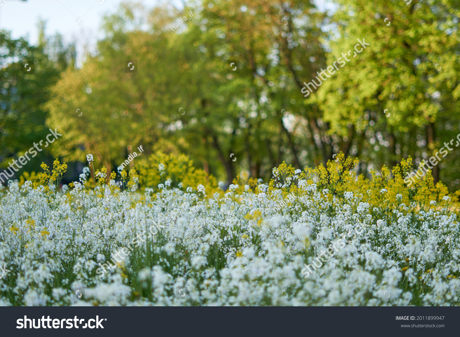 carpet of flowers in the forest, blooming forest. High quality photo #2011899947