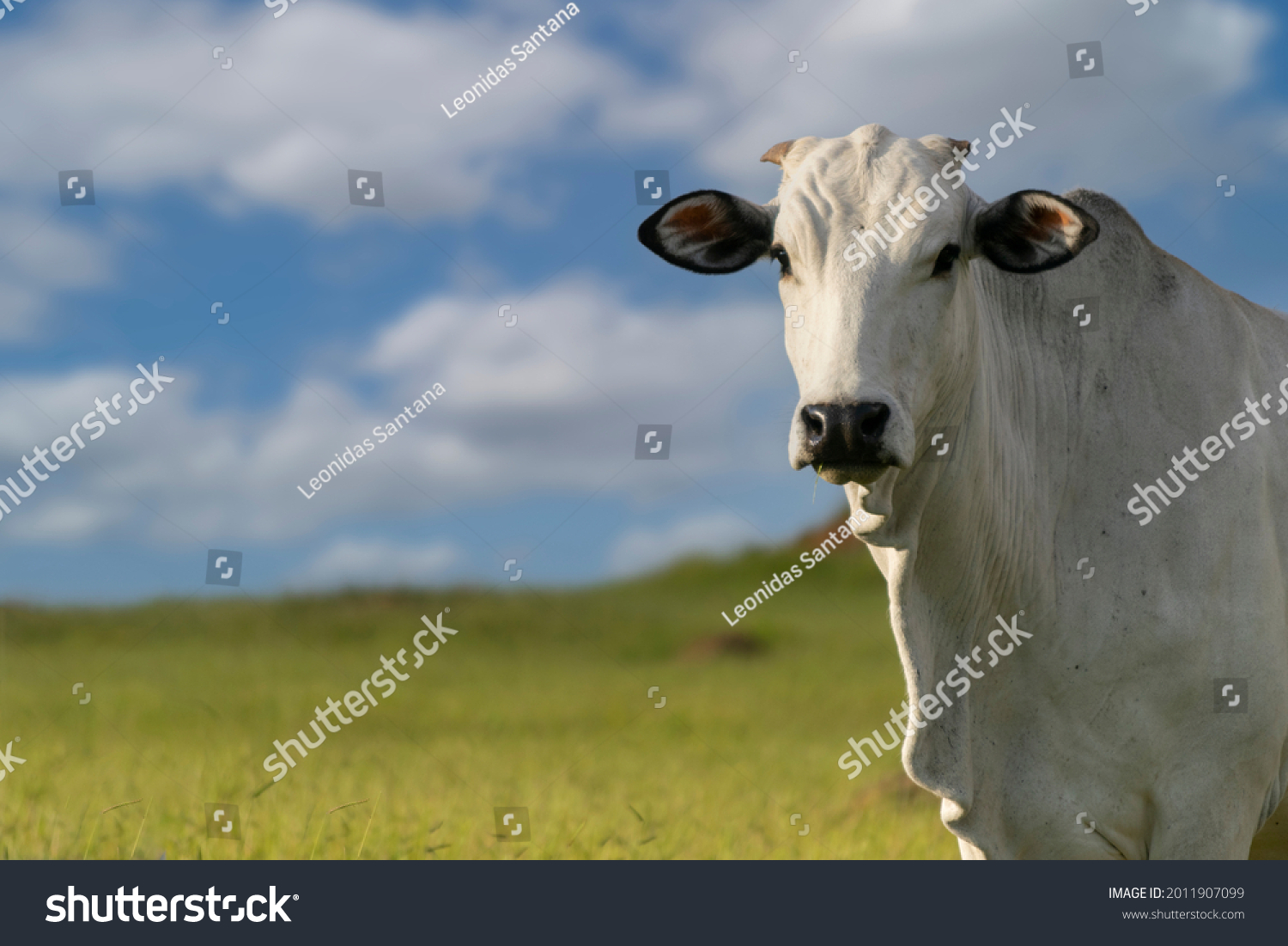 profile of nelore cattle in pasture #2011907099
