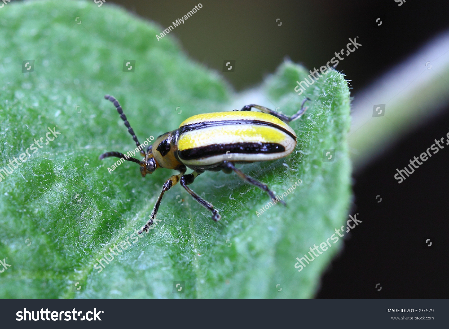 Striped Cucumber Beetle is a common garden pest. Beautiful color but a bad insect for the gardener #2013097679