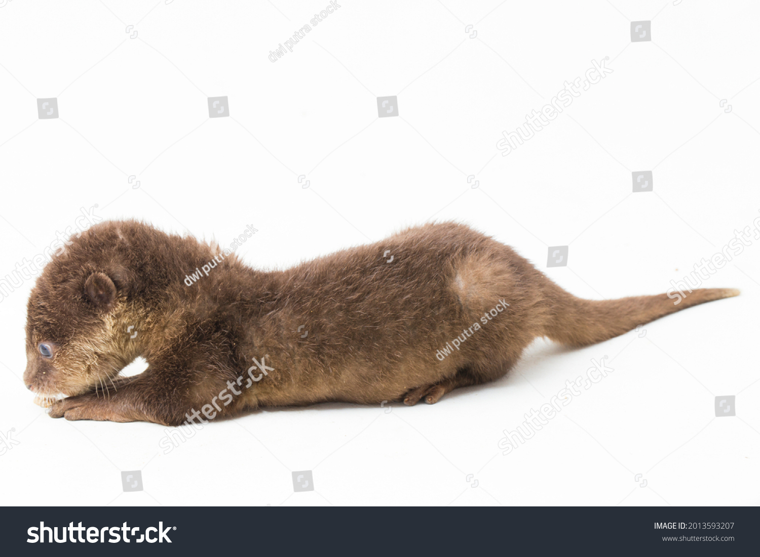 Asian small-clawed otter, also known as the oriental small-clawed otter or simply small-clawed otter isolated white background
 #2013593207