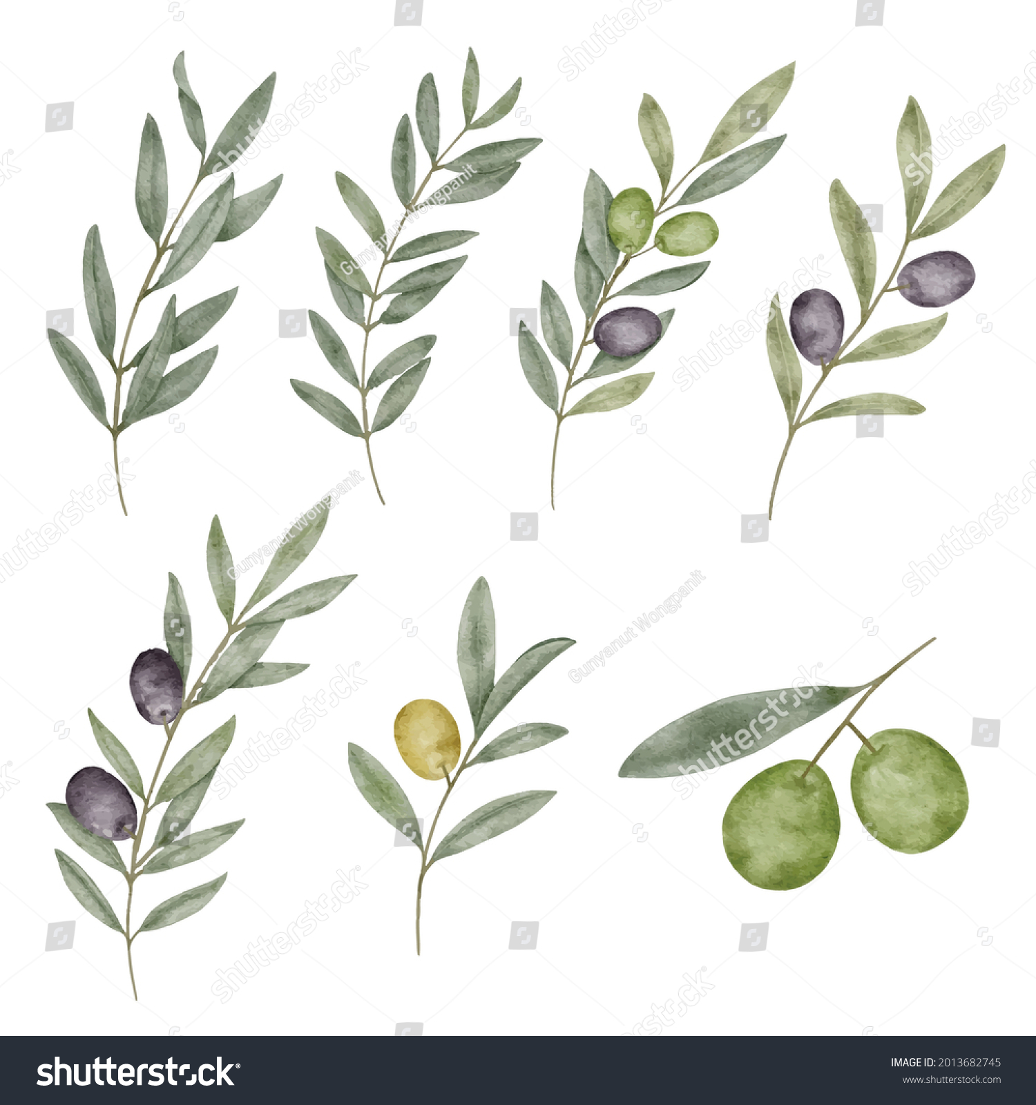 Watercolor olive leaf Botanical collection natural elements on white background illustration vector #2013682745