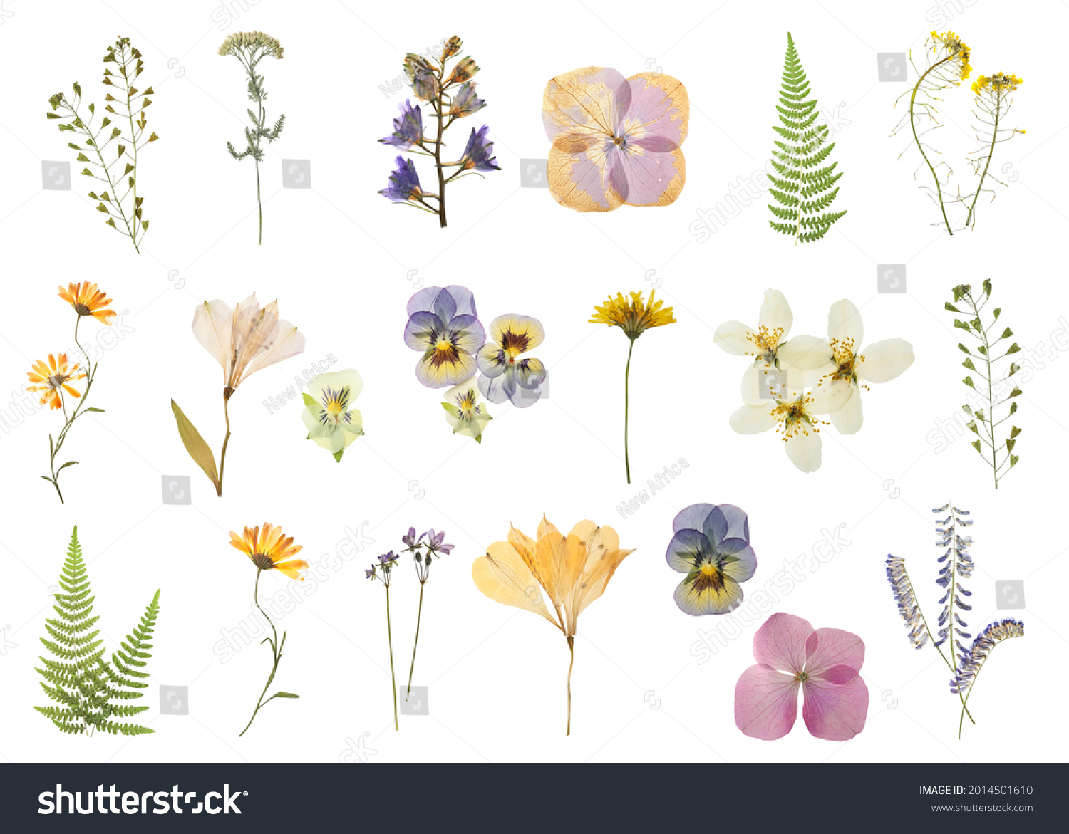Set with beautiful dried meadow flowers on white background #2014501610