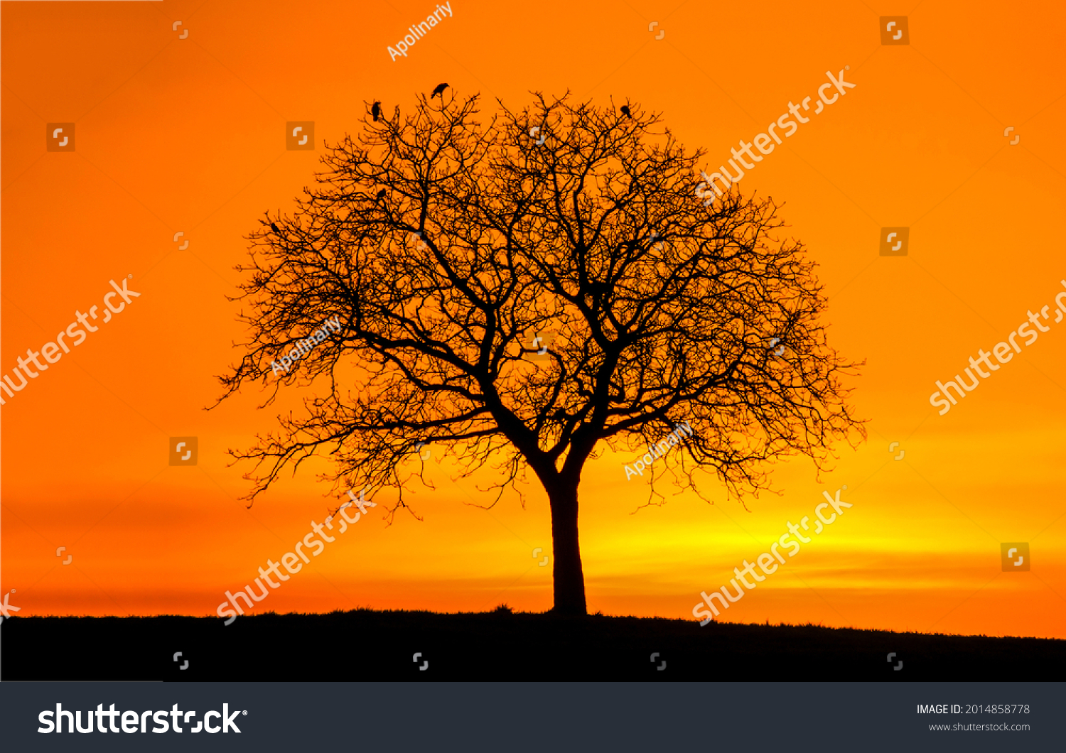 The silhouette of a lonely tree at sundown #2014858778