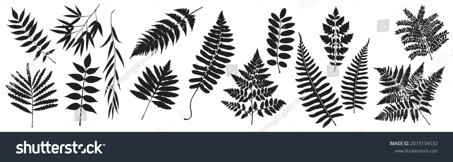 Vector Fern. Leaf Set. Tropical Leaves Silhouette. Bracken Branch Shape. Jungle Flora Collection on White Background. Vector illustration.  #2015134532