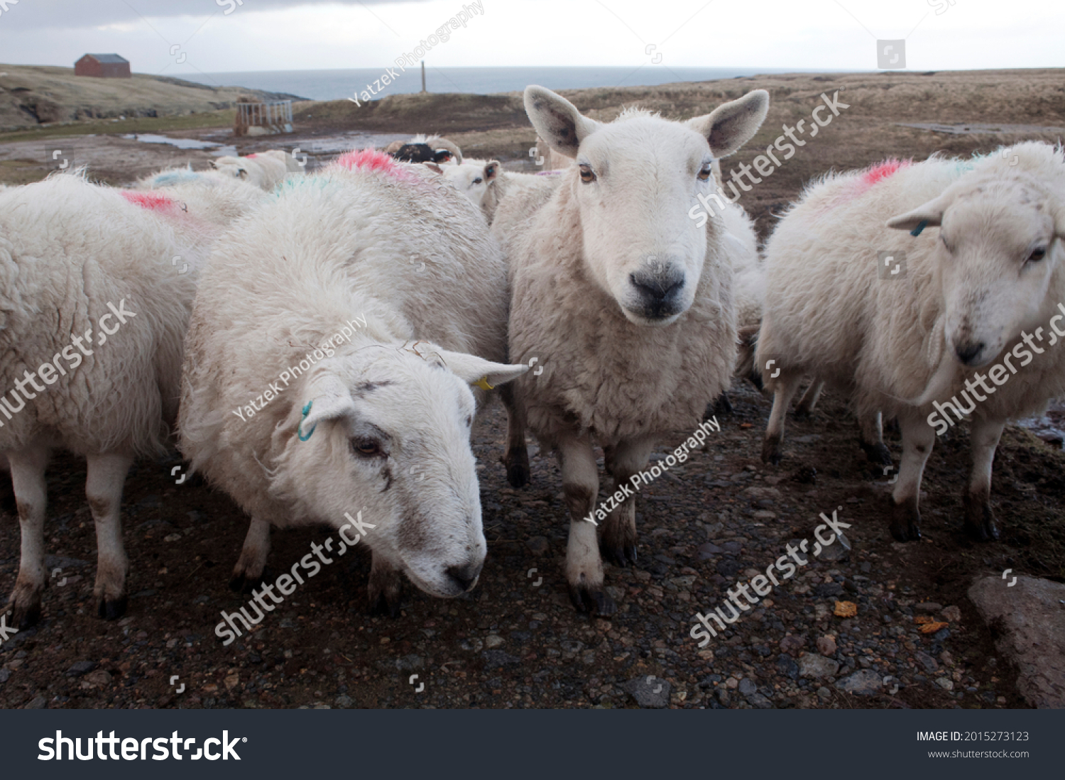 Sheep on Lewis and Harris island Scotland, Great Britain. Ovis aries  are quadrupedal, ruminant mammals kept as livestock. Like most ruminants, are members of the order, the even-toed ungulates. #2015273123