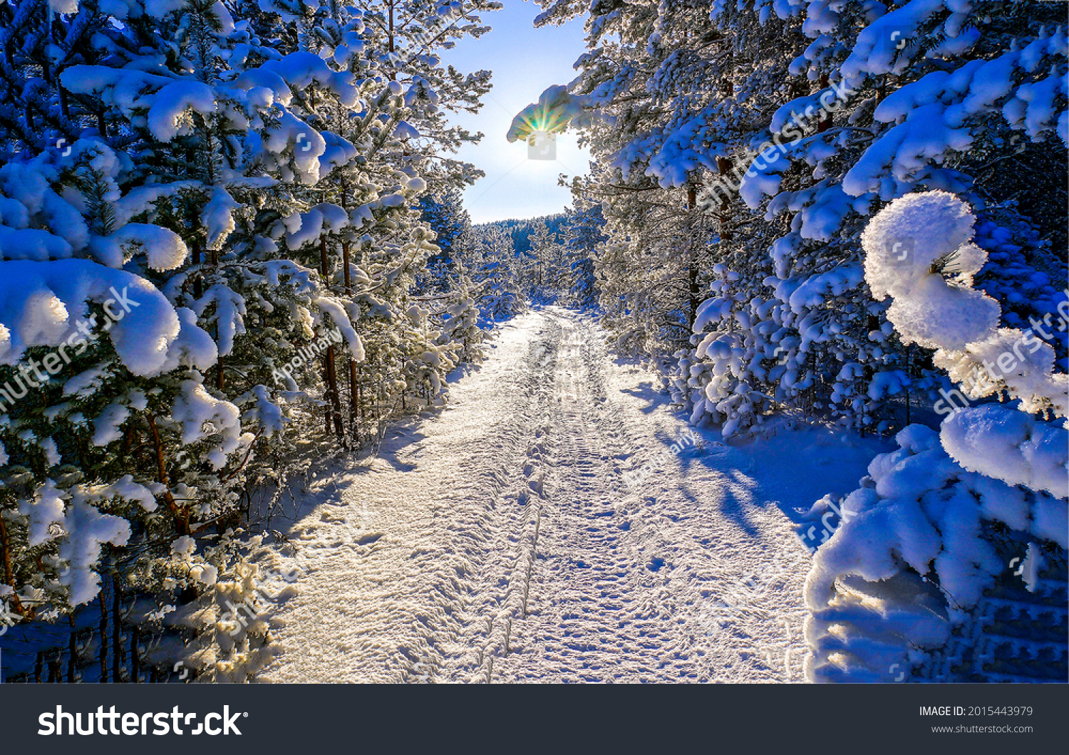 Winter white snow outdoor in forest park at snowy sun weather #2015443979