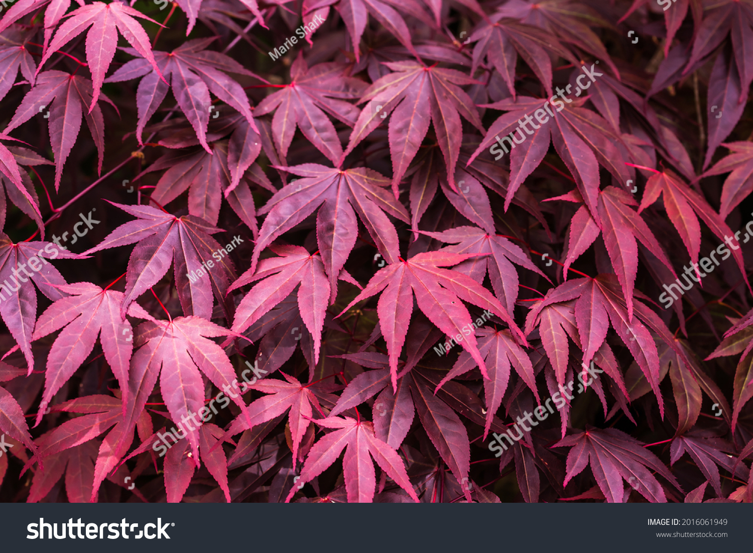 Acer palmatum (Bloodgood Japanese Maple tree) - Royalty Free Stock ...