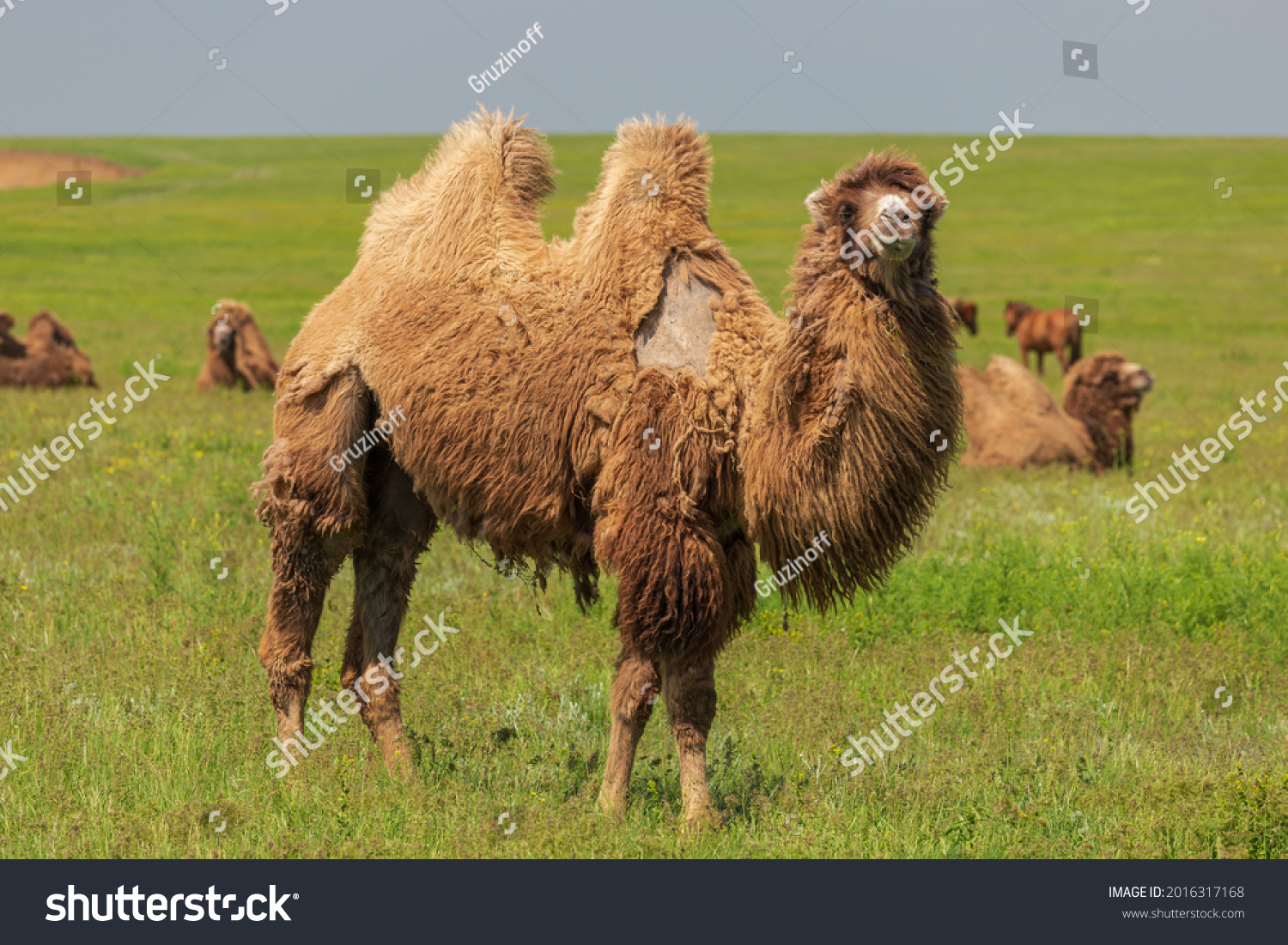 The two-humped camel or bactrian camel in the green Kalmyk steppe near lake Manych-Gudilo. #2016317168