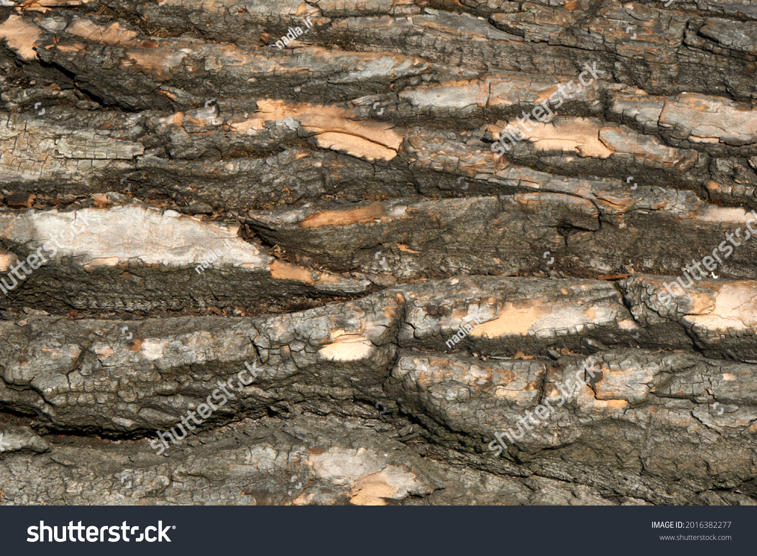 Close Up of Bark on Tree Stump. Old tree. many years old. carbon sink. close up of bark.macro photography. multi use. blog. article. background or backdrop. sunlight on bark. High quality photo #2016382277