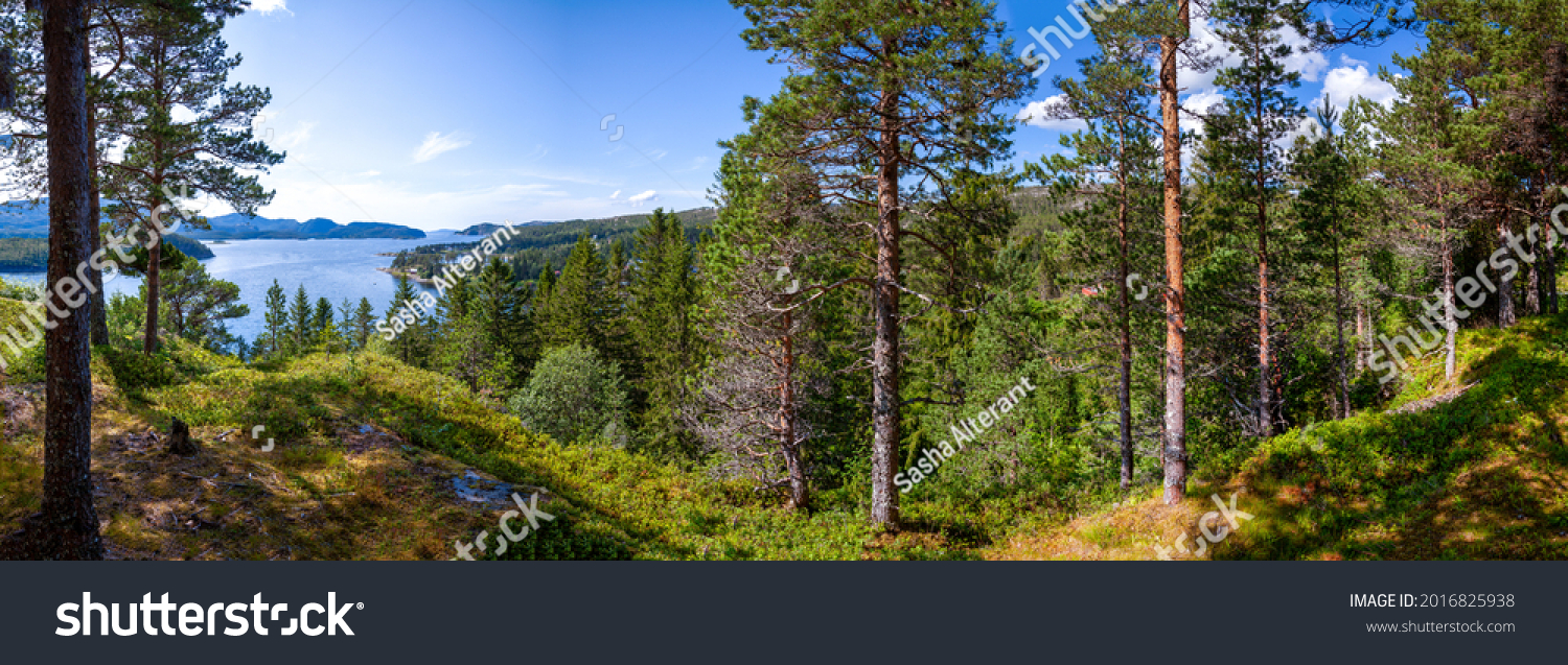 Wide panorama with a view from the hill to the blue waters of the fjord, green taiga forest, high mast pines, moss-covered hillsides. The blue sky is reflected in the lake. Scandinavia. Norway. #2016825938