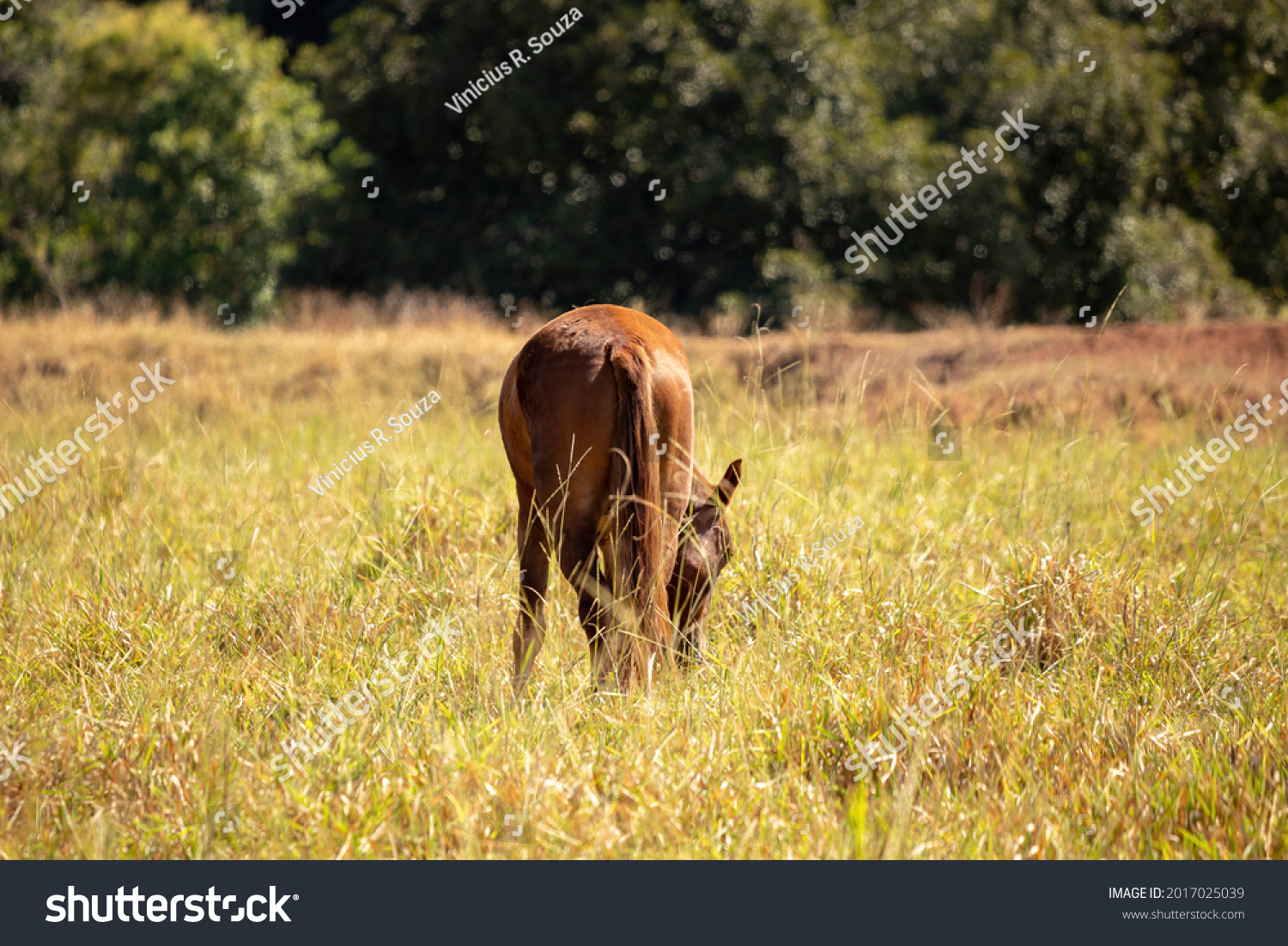 Horse resting in a pasture area of ​​a Brazilian farm with selective focus #2017025039