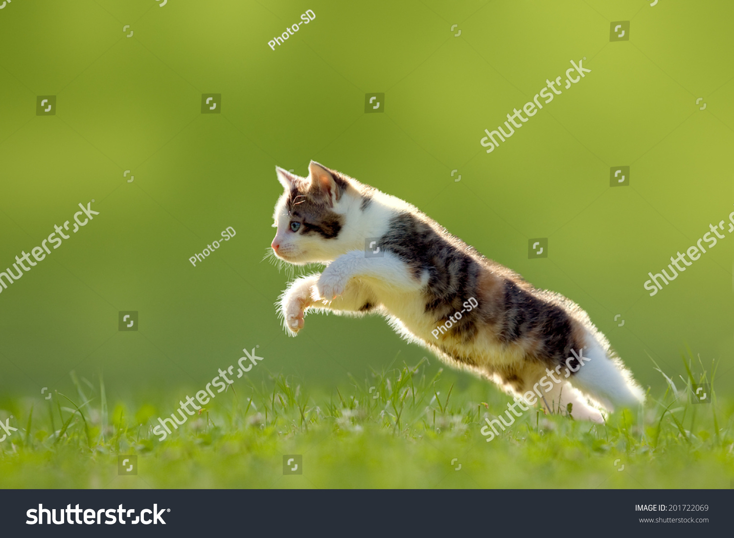 Young cat jumps over a meadow in the backlit #201722069