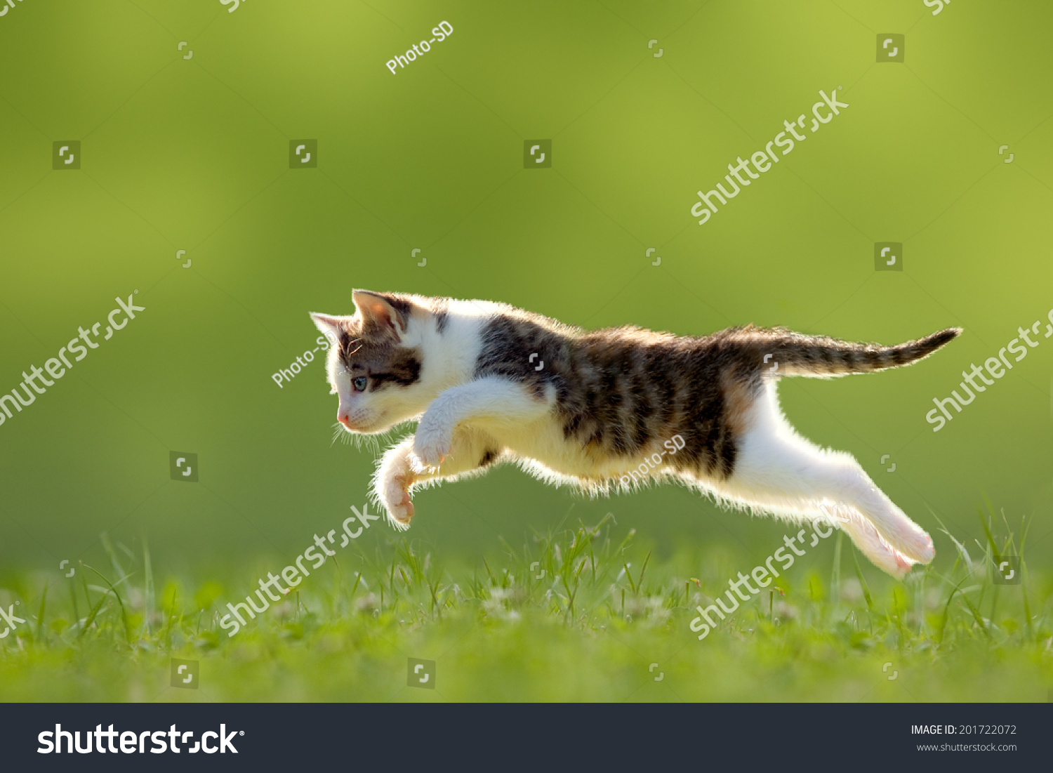 Young cat jumps over a meadow in the backlit #201722072