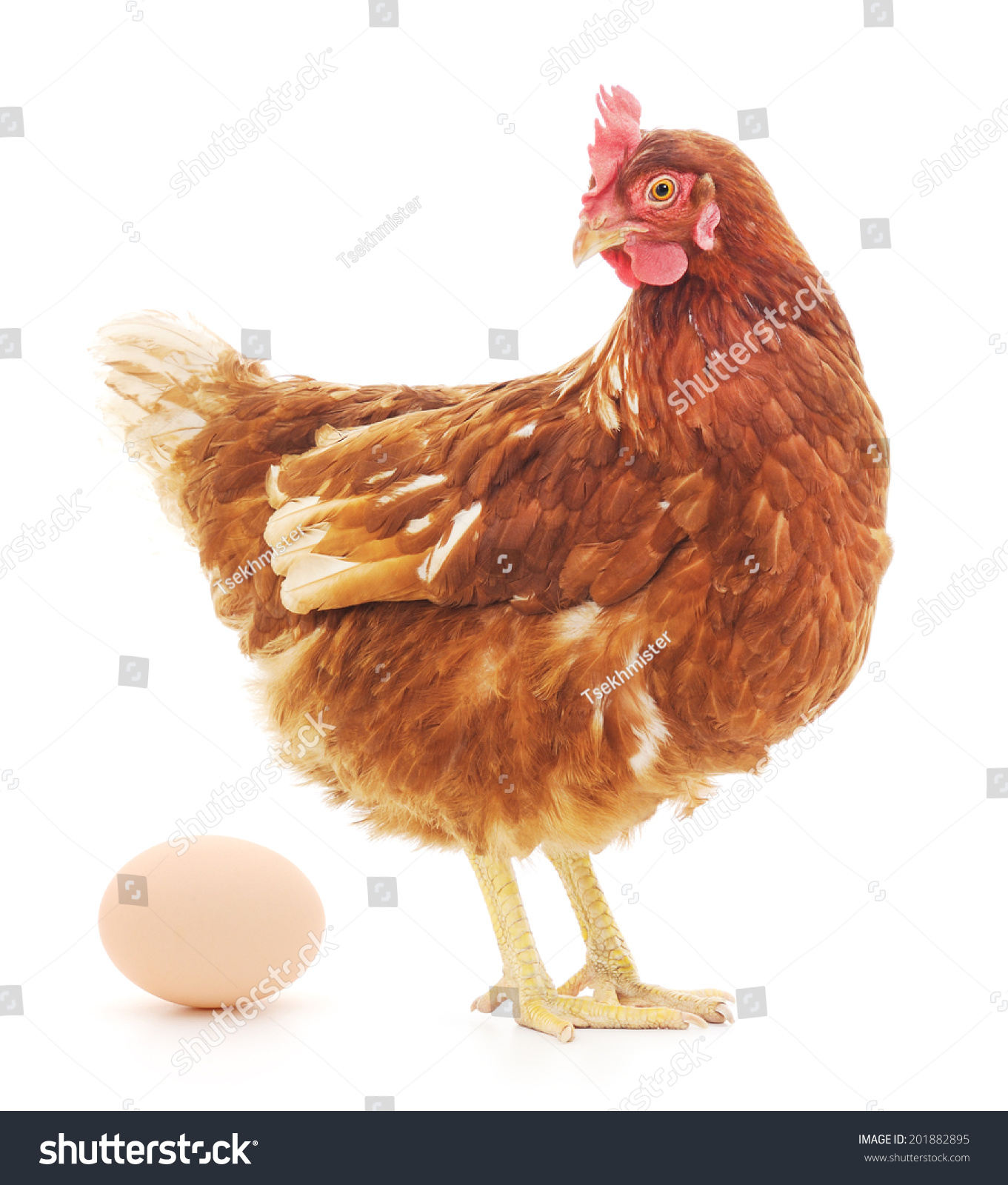 Isolated brown hen with egg in the studio #201882895