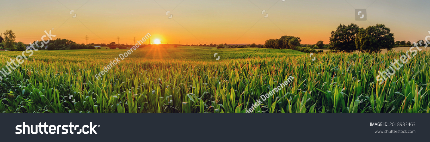 Panorama view of countryside landscape with maize field and transmission tower on the background. Corn field with sunset sun. #2018983463