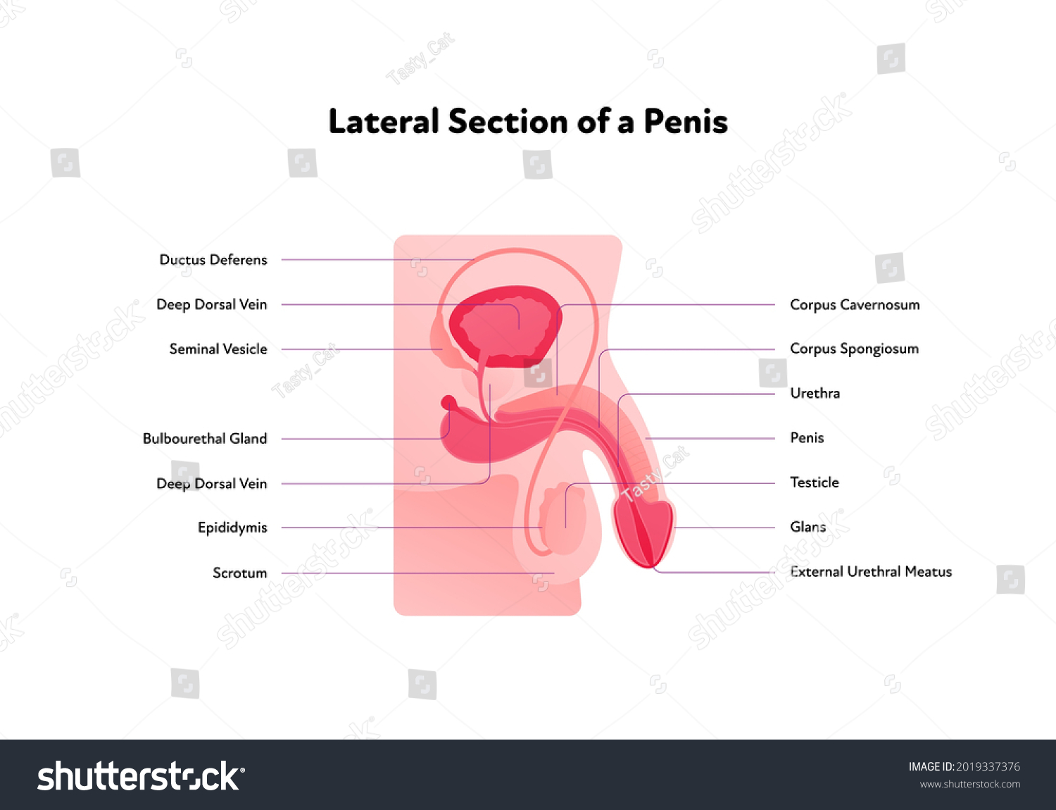 Human Reproductive System Anatomy Inforgaphic Royalty Free Stock