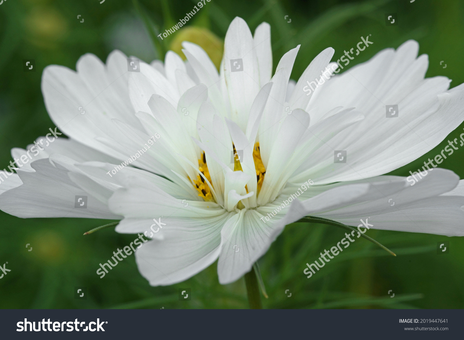                   beautiful white cosmos flower in the garden             #2019447641