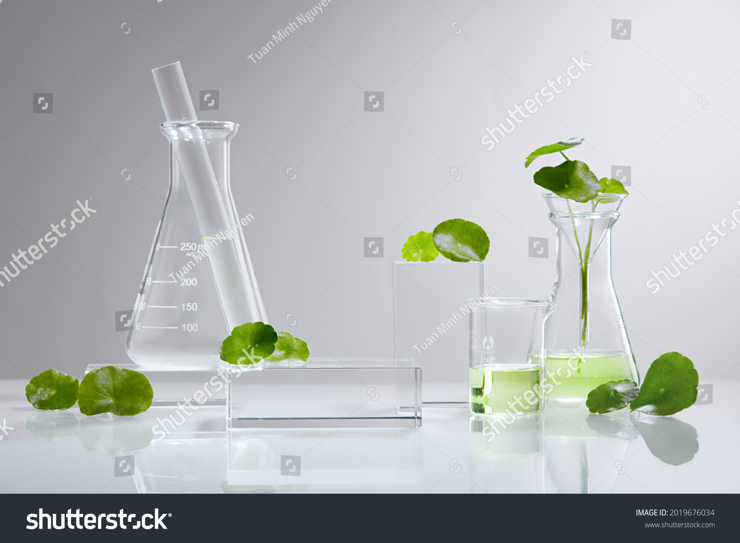 White Background Centella asiatica (gotu) for Biological experiment presentation Centella asiatica leaves and green water in biological test tubes. Production of cosmetics based on Centella asiatica . #2019676034