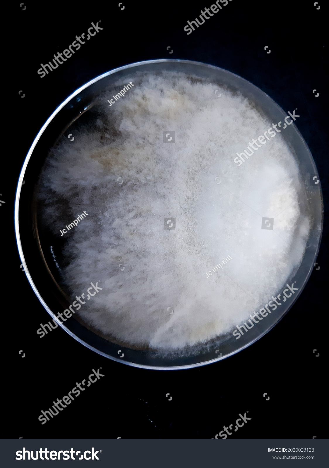Macroscopic view of Basidiomycetes fungi isolated in YGC Agar with petridish about 65mm #2020023128