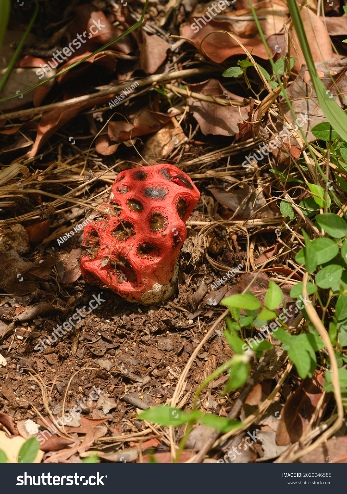 Photo shows a red poisonous mushroom. Clathrus ruber belongs to Basidiomycete fungi. Mushroom grows in jungle. In foreground there is a non-edible mushroom, and background is fallen leaves. #2020046585
