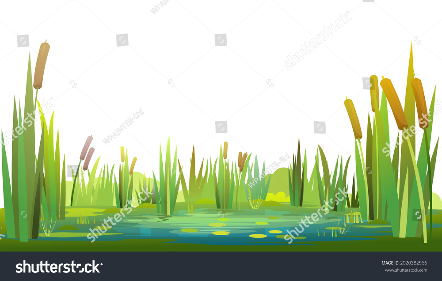 Swamp landscape with reed and cattail. Isolated element. Horizontally composition. Overgrown pond shore. Illustration vector #2020382966