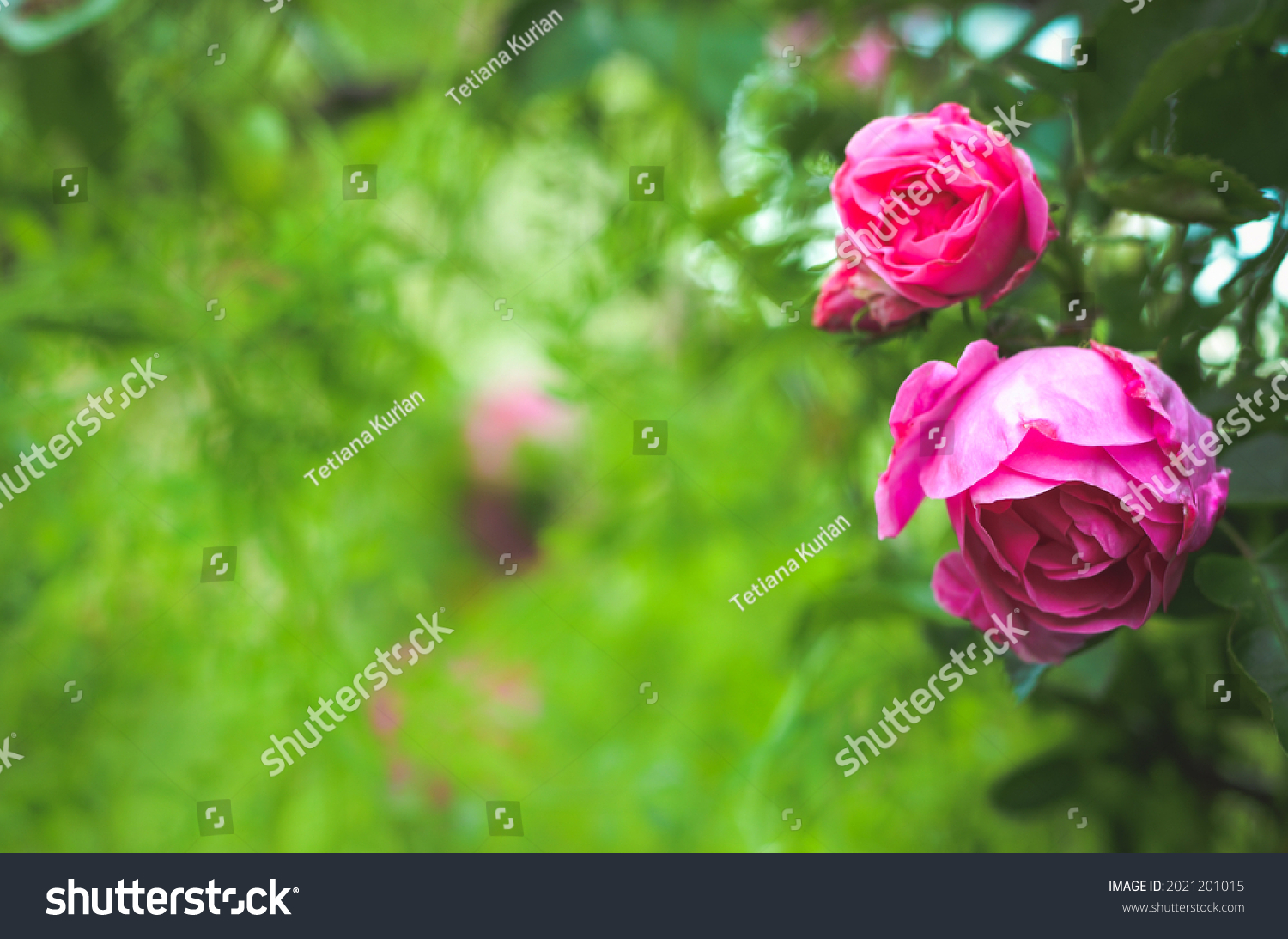 concept, garden and rosebush with pink roses, with blurred foreground #2021201015
