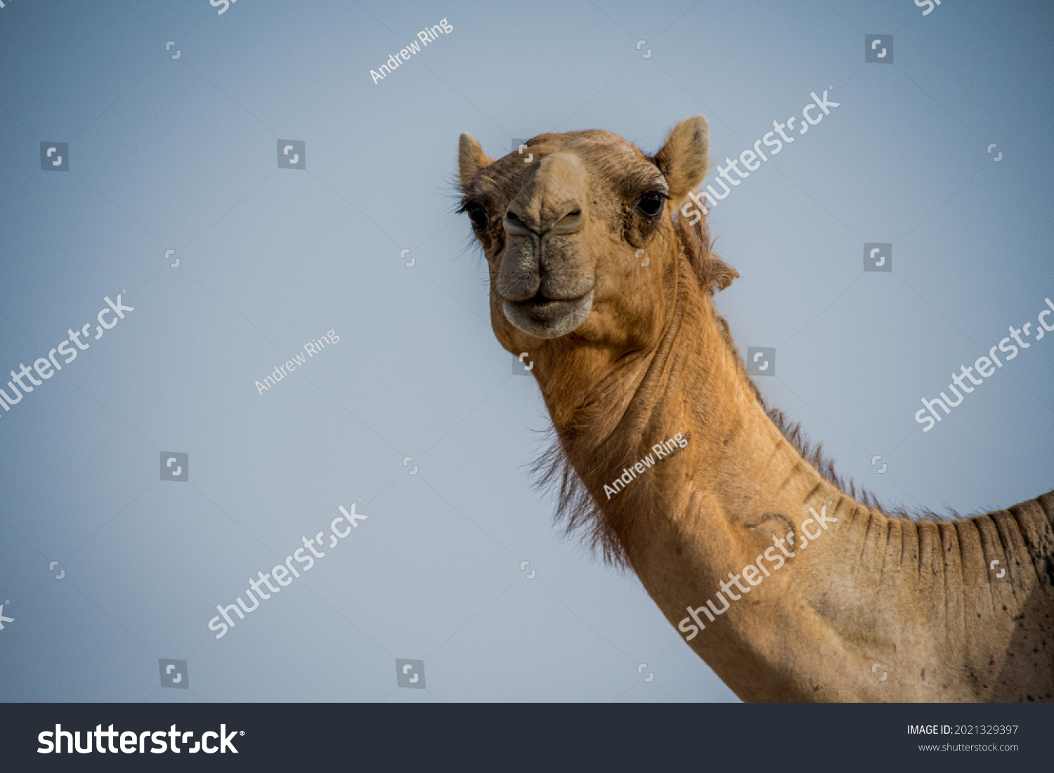Close up of a camel #2021329397