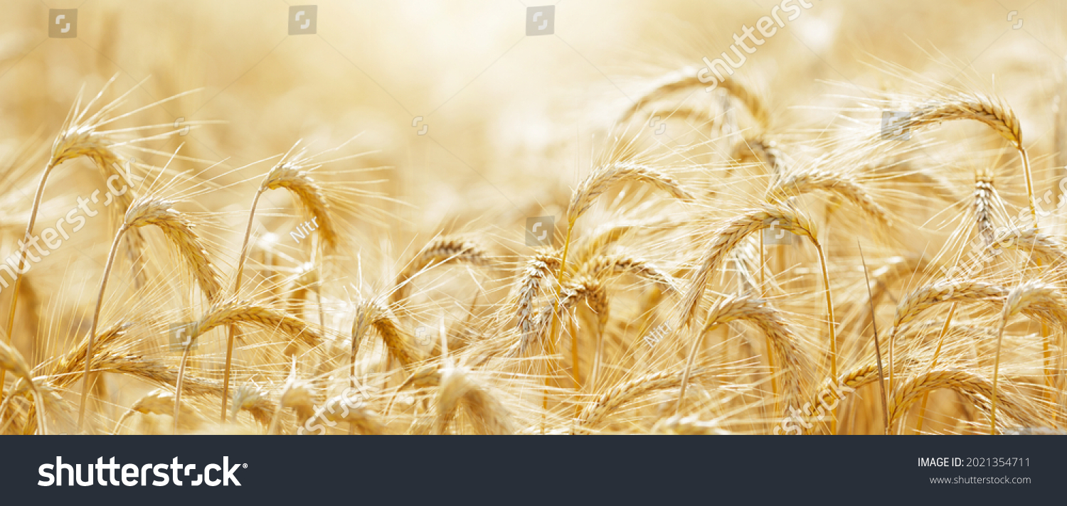 Ripening ears of rye in a field. Field of rye in a summer day. Harvesting period. Crops field. Rural landscape #2021354711