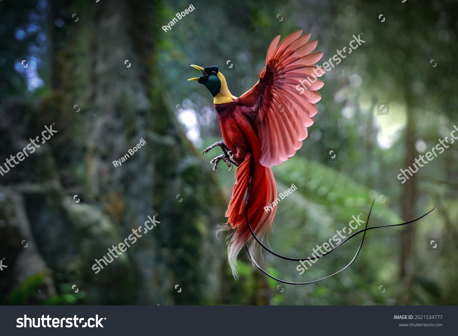 The Beauty of the bird of paradise - Cendrawasih #2021534777