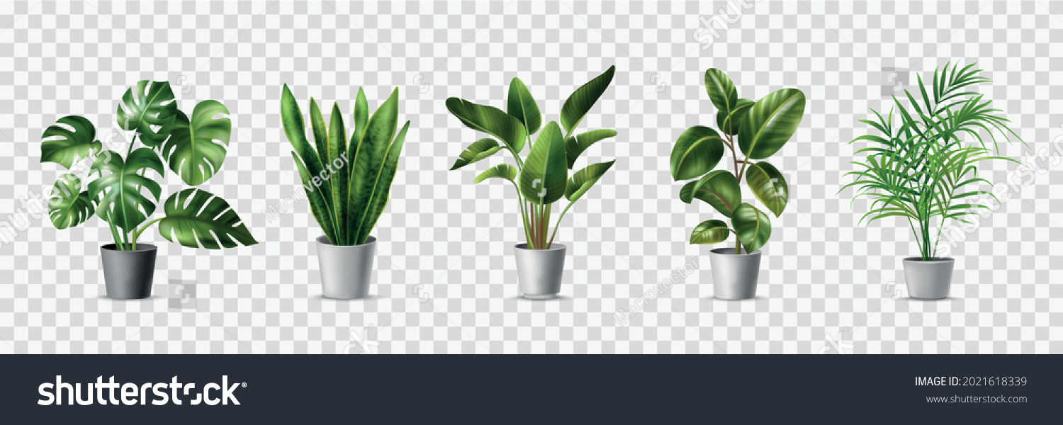 Realistic house plats set with monstera sansevieria banana palm ficus and rhopalostylis in pots on transparent background isolated vector illustration #2021618339