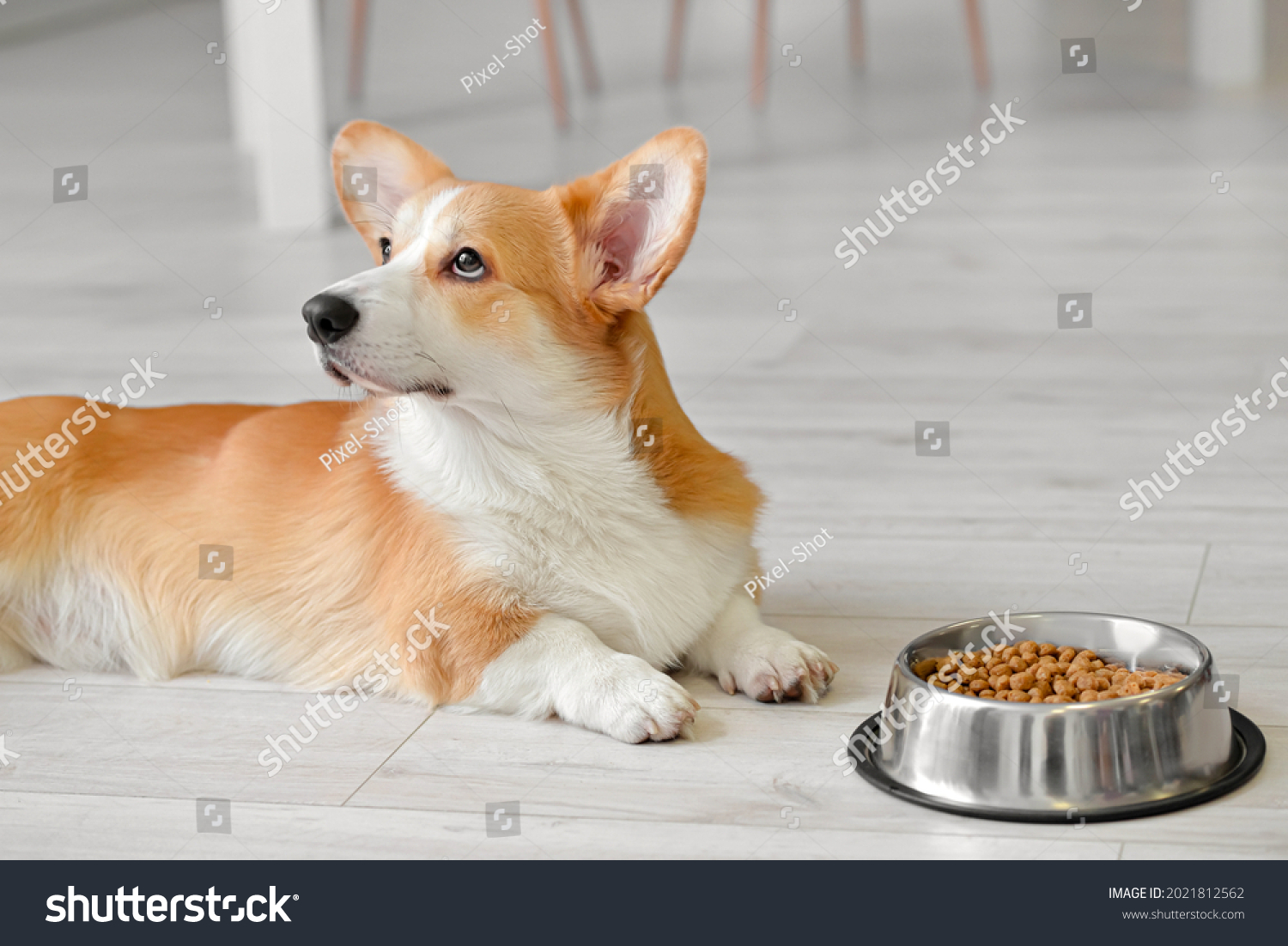 Cute dog near bowl with food at home #2021812562