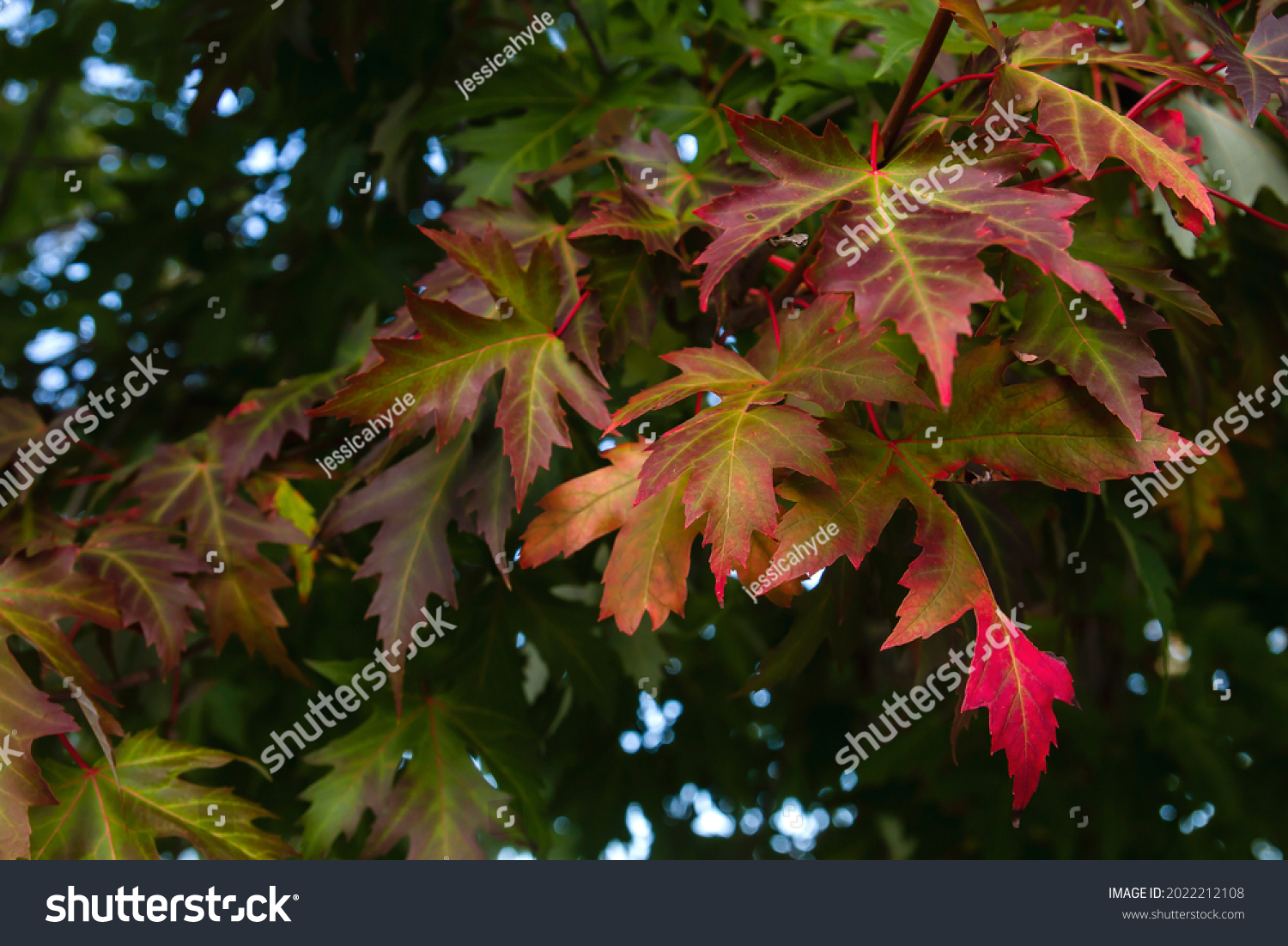 Acer saccharinum Silver maple autumn foliage #2022212108