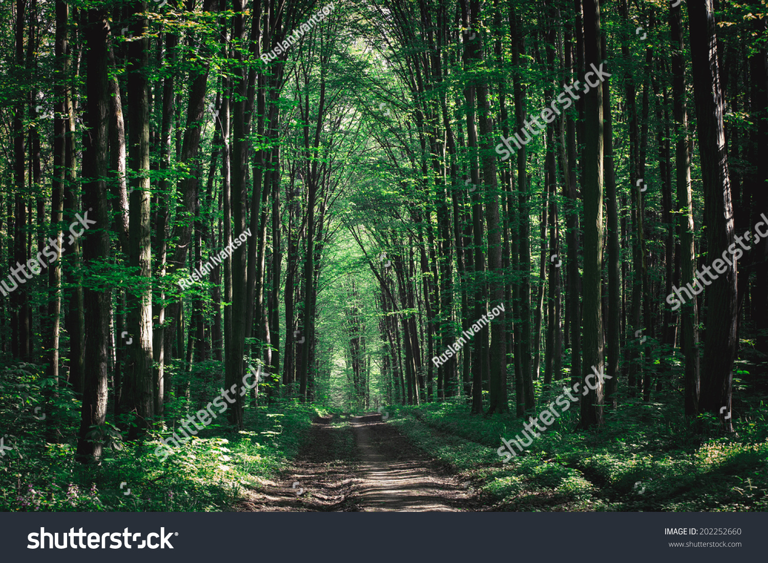 beautiful green forest #202252660