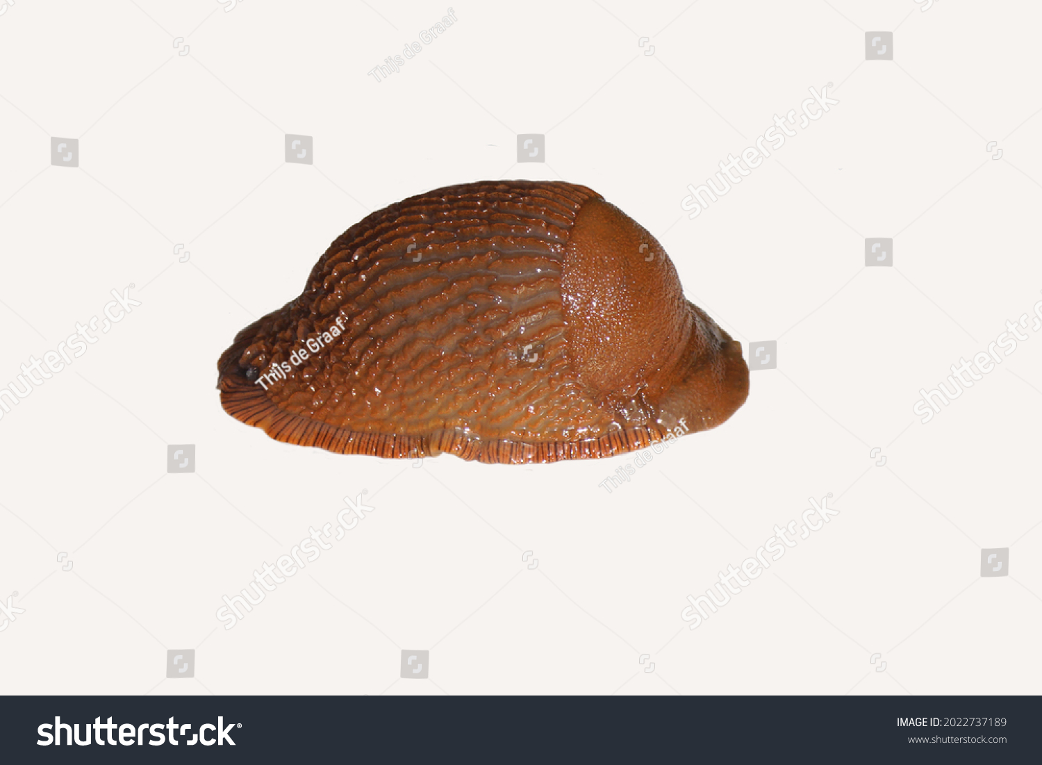 Red slug, large red slug, chocolate arion, European red slug (Arion rufus) or Spanish slug (Arion vulgaris). Family roundback slugs, roundback slugs (Arionidae). At rest, isolated, a white background #2022737189