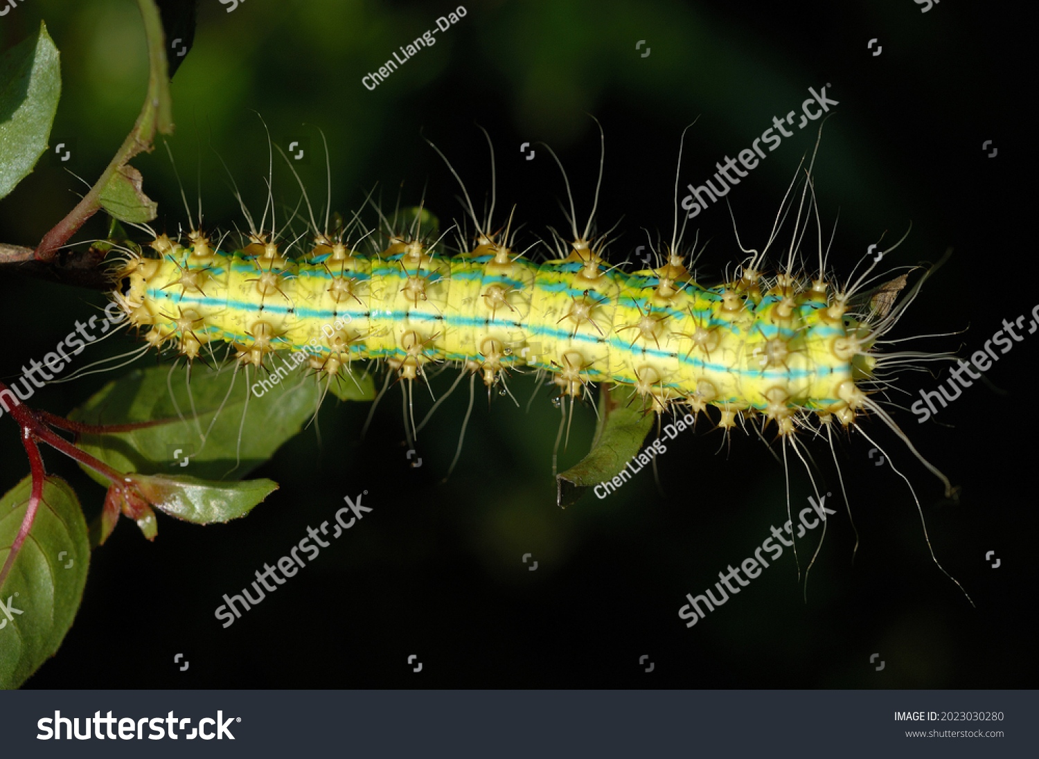 Invertebrate caterpillar on forest leaf #2023030280
