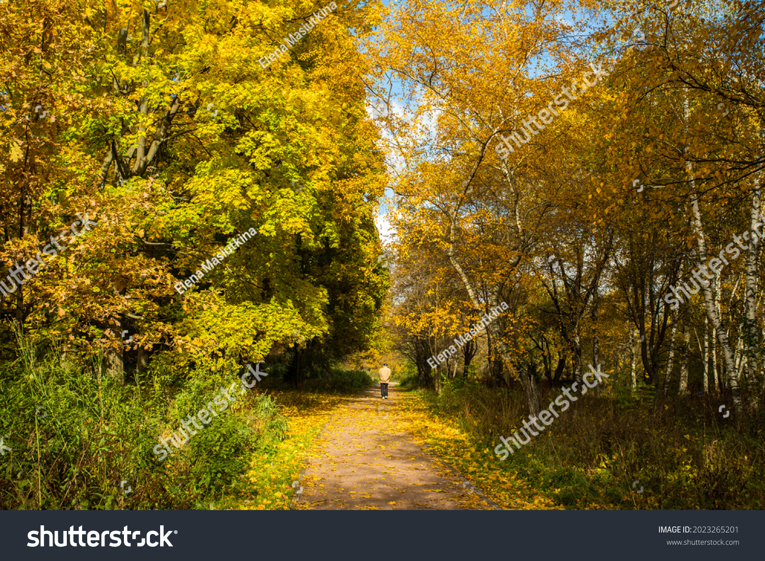 Beautiful Autumn Landscape With Walking Man On Walkway In Sunny Day In Park. #2023265201