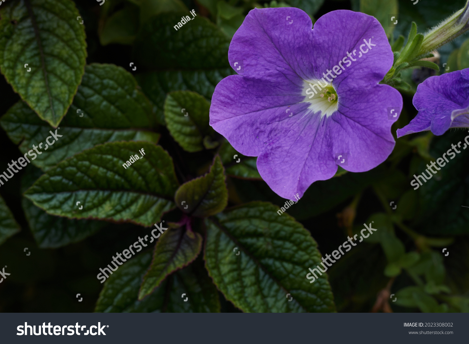Purple mexican petunia beautiful blooming flower green leaf background. High quality photo #2023308002