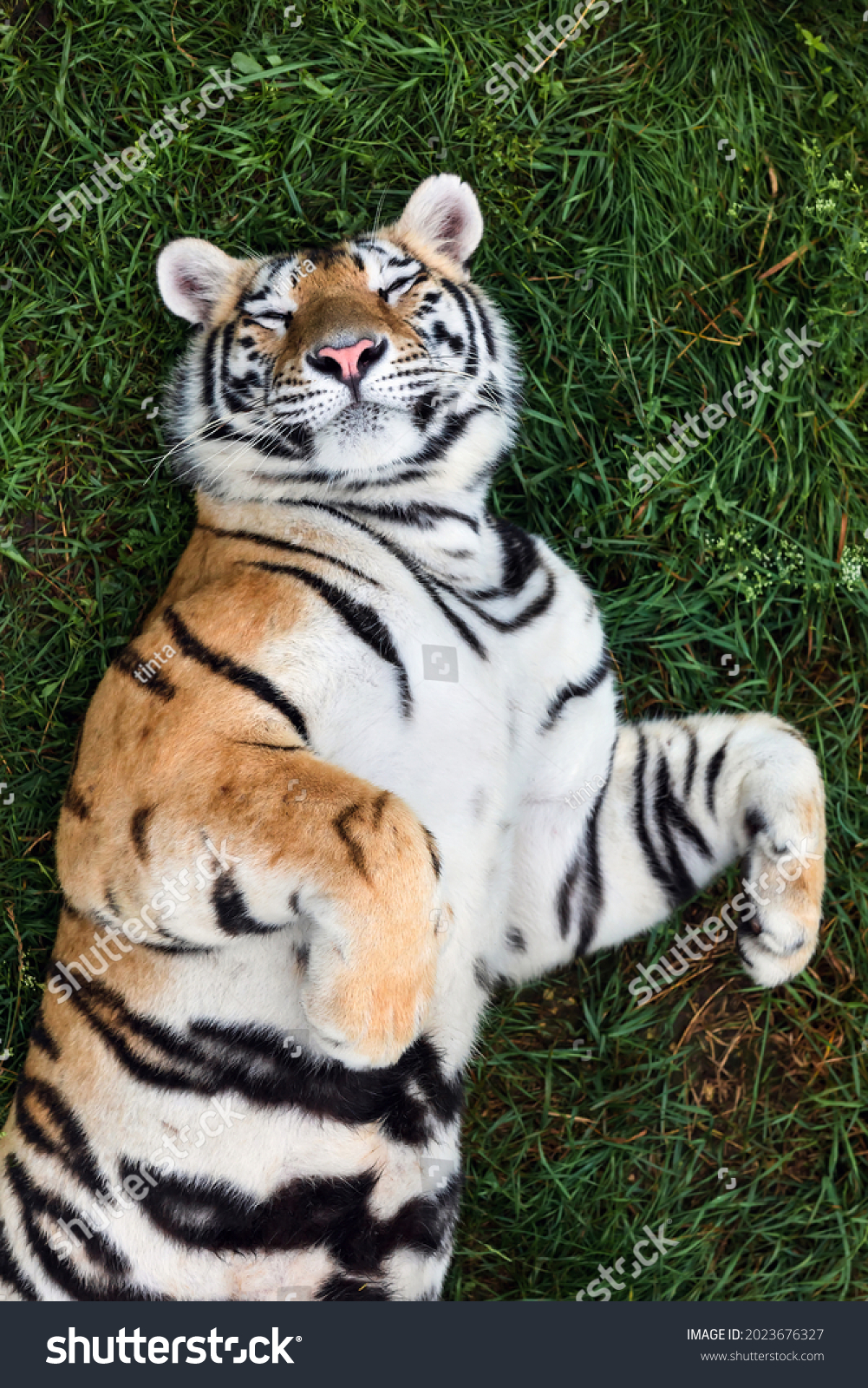 Portrait of a Amur tiger, also known as the Siberian tiger, on a grass in summer day. #2023676327