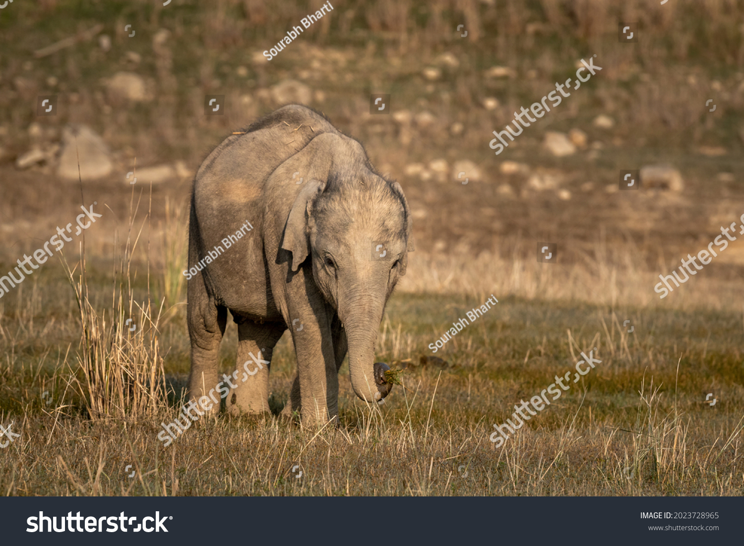 wild asian elephant calf or tusker portrait walking head on with grass in his trunk at dhikala zone of jim corbett national park uttarakhand india - Elephas maximus indicus #2023728965