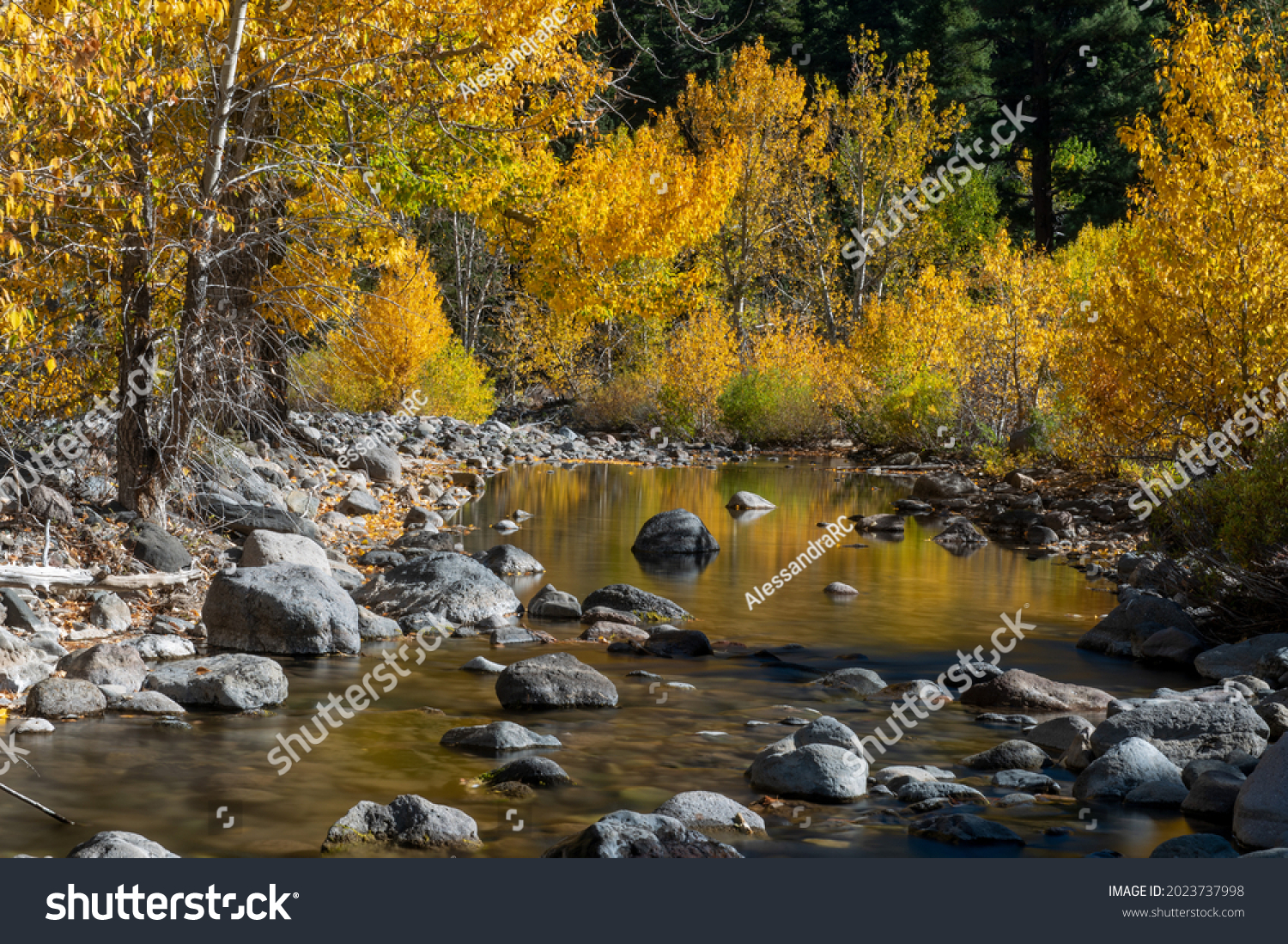 Creek in California near highway 4 in the Eastern Sierras side, down from Ebbets Pass, featuring the reflection of the yellow cottonwood leaves in the water #2023737998