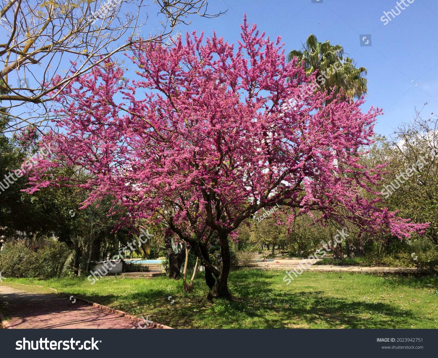 Cercis siliquastrum, commonly known as the Judas tree or Judas-tree, is a small deciduous tree native to Southern Europe and Western Asia, especially to Eastern Mediterrenean region. #2023942751