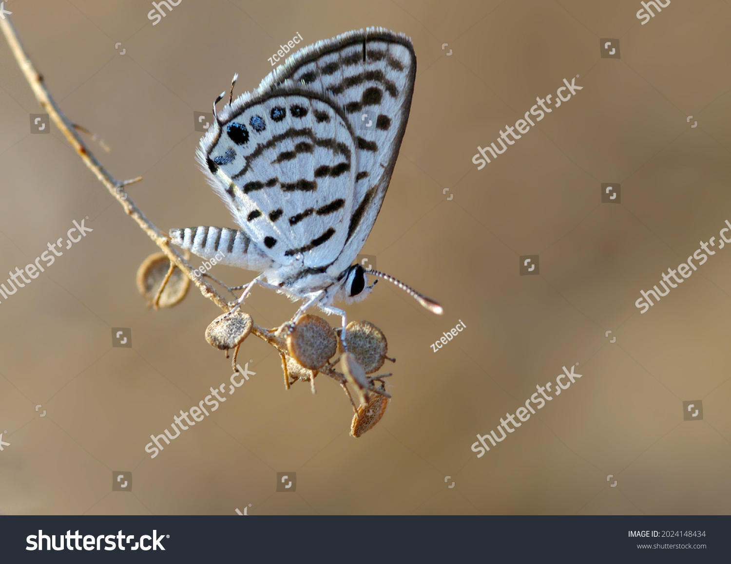 Tarucus balkanicus, the Balkan Pierrot or little tiger blue, is a small butterfly that belongs to the lycaenids or blues family (Wikipedia). #2024148434