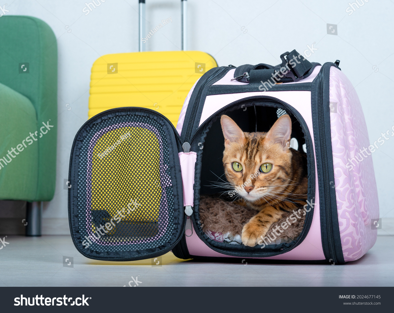 Bengal cat in a soft carrier on the floor next to a suitcase in the living room #2024677145